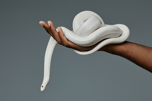 3d Albino king cobra snake isolated on black background, snake attack, cobra snake, 3D rendering, 3D illustration
