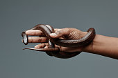 Copper rat snake enlacing hand of young African American man