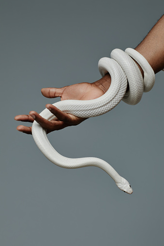 Close-up of hand of young man holding white snake enlacing his wrist and hanging on two fingers during photo session on grey background