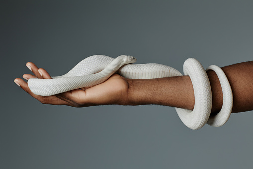 Arm of black man posing with his pet over grey background while holding white asp enlacing owner wrist and keeping front part on palm