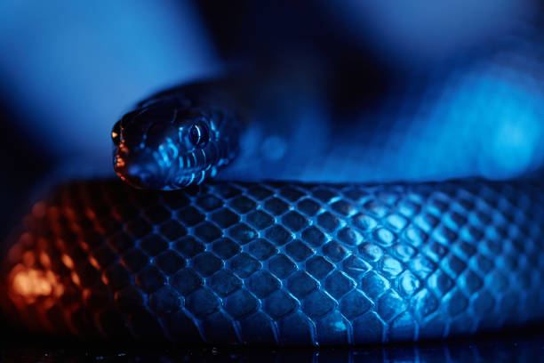 istock Focus on head of wild serpent or adder looking at camera 1487428701