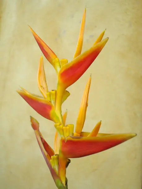 Single tropical yellow and red bird of paradise flower isolated against a plain light brown wall background