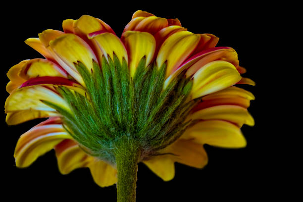 A Barberton daisy stock photo