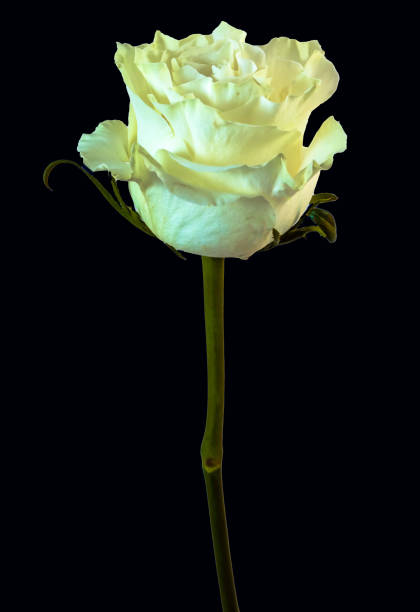 A singe white rose stock photo