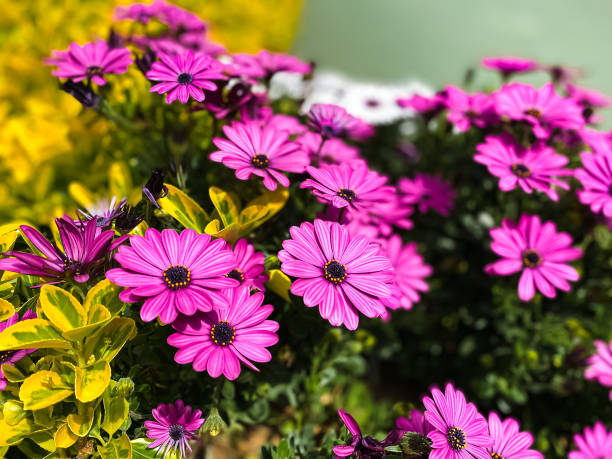 istock colorful spring flowers in the garden 1487430704