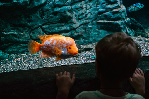 Cute girl visiting zoo aquarium. Happy kid watching fish and corals in the aquarium. Enchanted child by deep sea wildlife