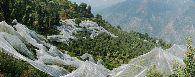 Apple orchards covered with nets to protect the fruit , Himalayan village