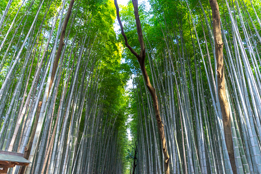 The bamboo forest is one of the most suggestive natural sights in Kyoto. Here a photo taken early in the morning.