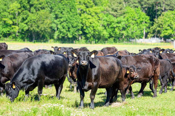 istock Herd of Angus cows and calves in springtime pasture 1487431893