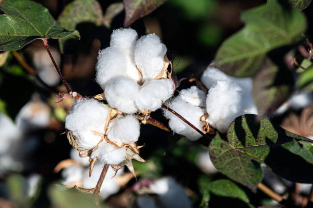 istock Cotton bolls on plant - close up 1487431933