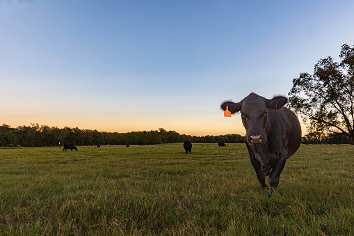 Angus heifer walking towards the camera in an Alabama pasture at twilight with negative space.