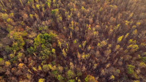 istock Forest after fire. Aerial view scene top view landscape of burned forest after fire. 1487433231