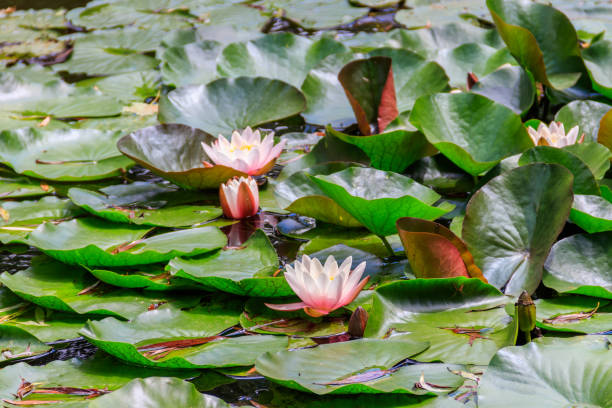istock Beautiful water lily (Nymphaea) in a lake 1487433237