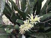 Snake Plant, Mother-in-Law’s Tongue for home