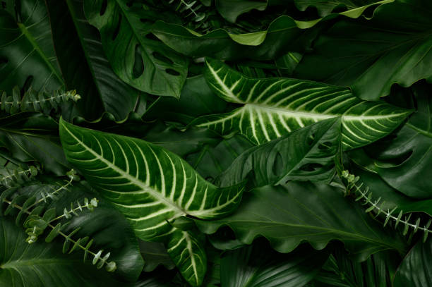 istock Abstract green leaves nature texture background. Creative layout for design 1487436389