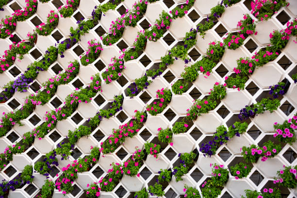 istock White pattern with many blooming petunia flowers, flower background 1487436419
