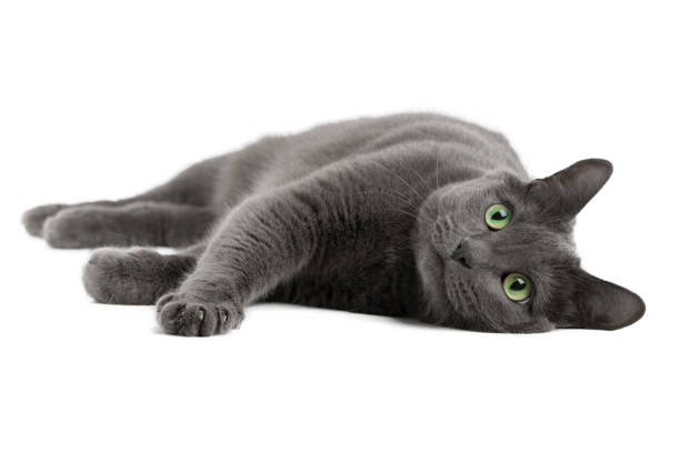 istock Lying gray cat with green eyes isolated on white, Russian blue cat 1487437294