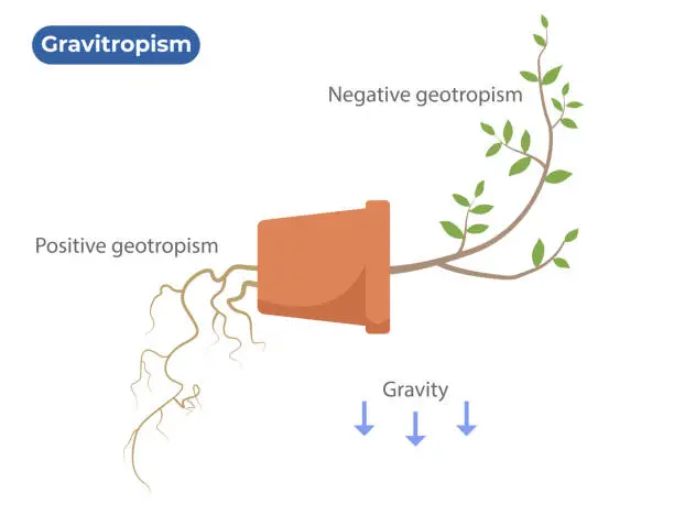 Vector illustration of Gravitropism. Geotropism. The Plant Differential Growth in Response to Gravity
