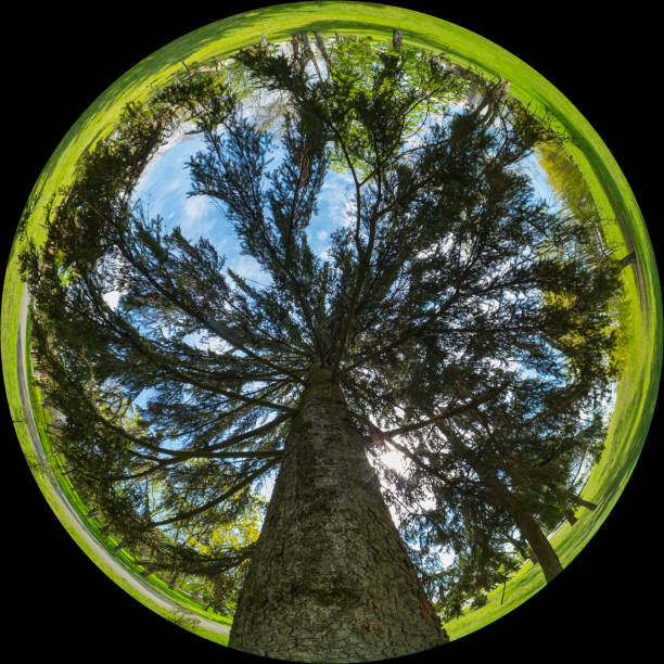istock Tree, bottom-up view - circular fish-eye photo on a sunny day 1487441710