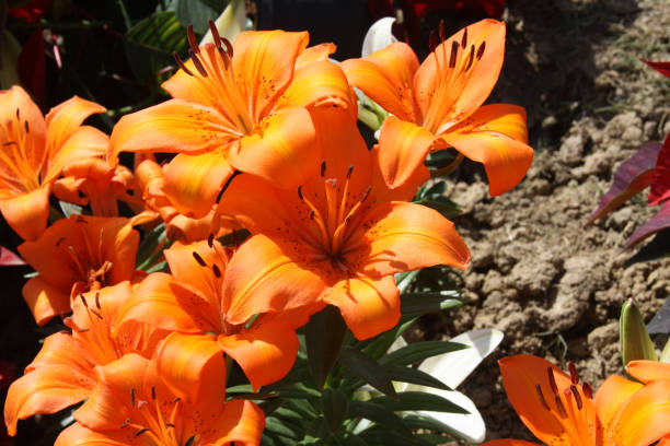 istock Orange Lilium 'Enchantment' (Lilium auratum) flowers in bloom : (pix Sanjiv Shukla) 1487441882