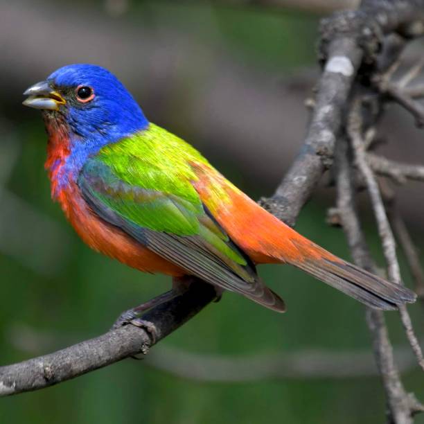 istock Painted bunting perched on a wooden branch in a dense, lush forest. 1487443246