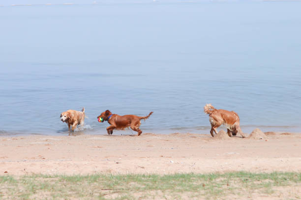 golden retriever , dog on the beach or three dogs