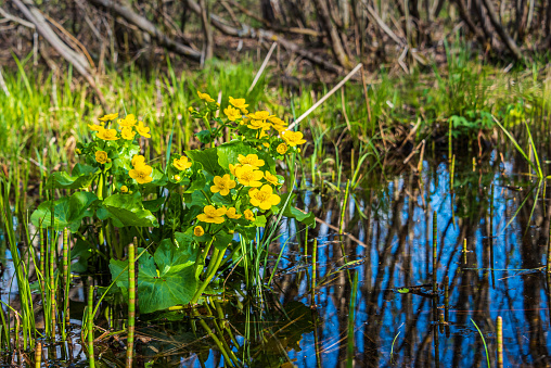 Spring primrose Caltha palustris blooms in a forest swamp.