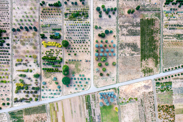 Different types of trees and shrubs in a large tree nursery viewed from above.