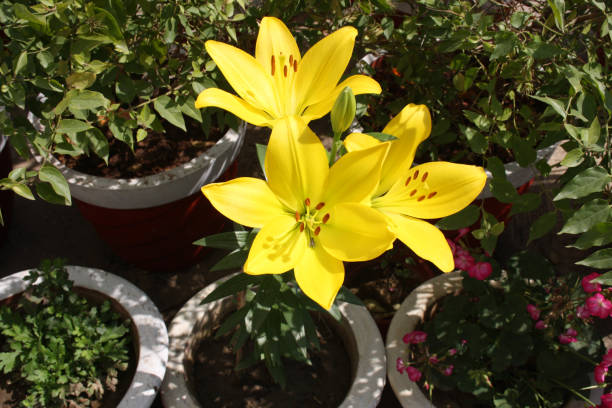 lilium 'yellow power' (lilium auratum) fleurs aux anthères brunes : (pix sanjiv shukla) - lily lily family temperate flower asiatic lily photos et images de collection