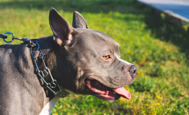 istock Young American Bully dog on grass 1487446535