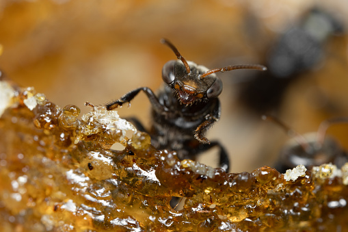 A stingless preparing to fly out of its wax pipe that leads to its colony.