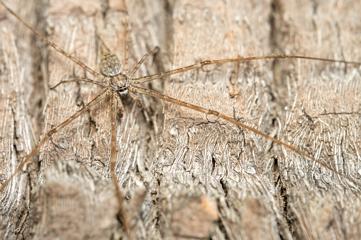 A Two Tailed Spider or a hersilia camouflaged against the bark of a tree