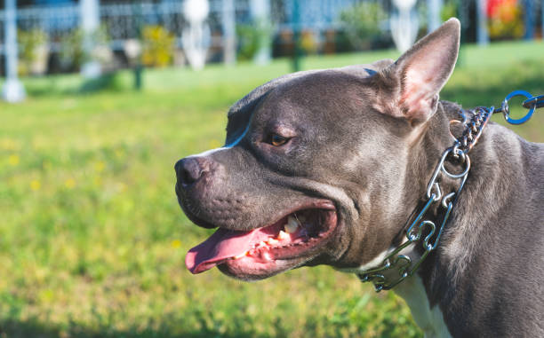 istock Young American Bully dog on grass 1487446894