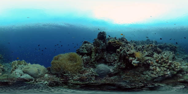 istock Coral reef and tropical fish. Philippines. 360-Degree view. 1487447626