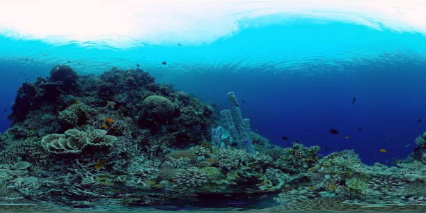 istock Coral reef and tropical fish. Philippines. 360-Degree view. 1487447703