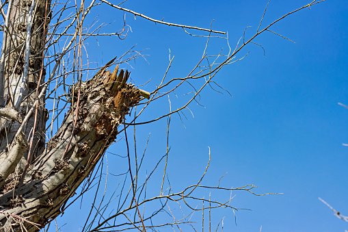 Dry tree branches against a bright blue sky