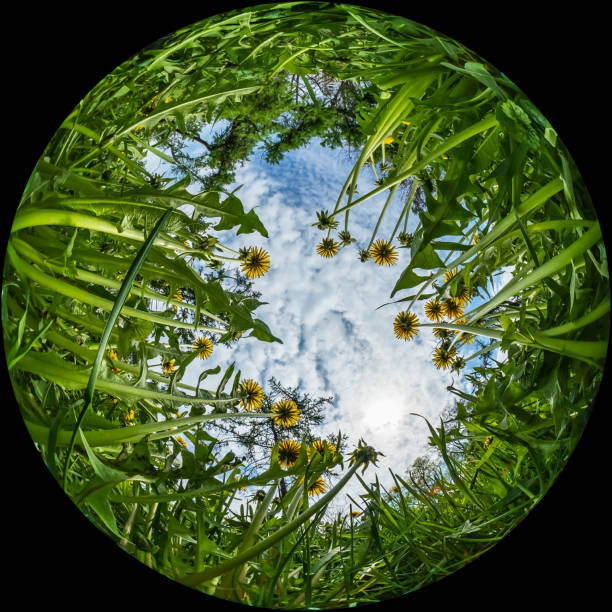 Flowers and grass against the sky, bottom view - circular fisheye wide angle stock photo