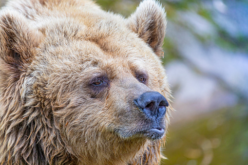 Brown Bear portrait  from pyrenees in Catalonia, sad expression, high detail portrait