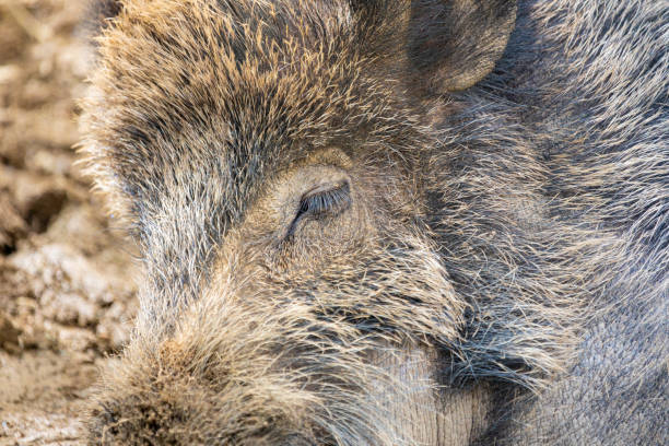 Description: Close-up side view of an wild boars closed  eye.