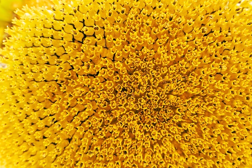 Closeup macro sunflower