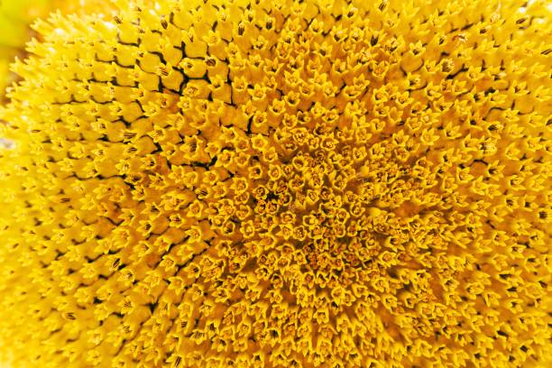 Macro sunflower Closeup macro sunflower stamen stock pictures, royalty-free photos & images