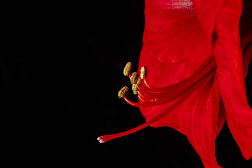 Red amaryllis blooms in spring over a very short period of time. Close-up of the pistils on a black background.