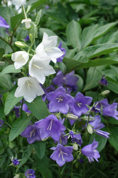 violette und weiße blüten der pfirsichblättrigen glockenblume im juni - wildflower lush foliage outdoors campanula stock-fotos und bilder