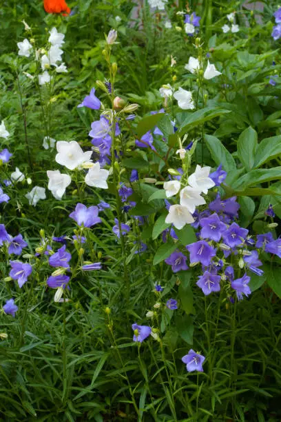 Bright purple and white flowers of peach leaved bellflower in June
