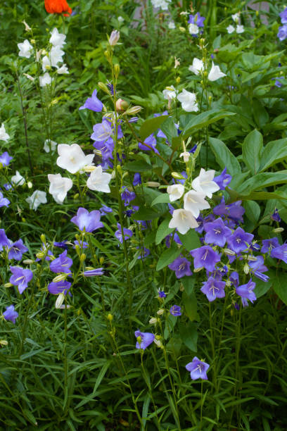 jasne fioletowe i białe kwiaty dzwonka brzoskwiniowego w czerwcu - wildflower lush foliage outdoors campanula zdjęcia i obrazy z banku zdjęć