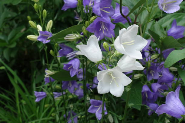 białe i fioletowe kwiaty dzwonka brzoskwiniowego w czerwcu - wildflower lush foliage outdoors campanula zdjęcia i obrazy z banku zdjęć