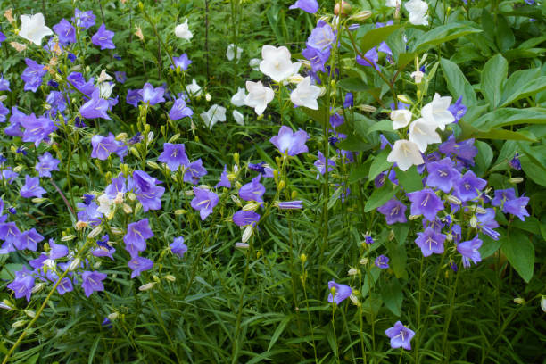 6 월에 복숭아 잎이 달린 도라지의 생생한 보라색과 흰색 꽃 - wildflower lush foliage outdoors campanula 뉴스 사진 이미지