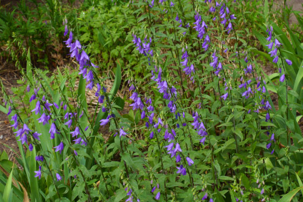 mehrere violette blüten der rappen-glockenblume mitte juni - wildflower lush foliage outdoors campanula stock-fotos und bilder