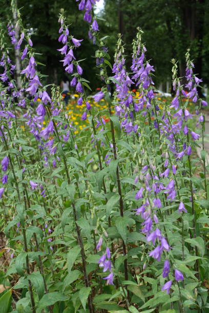 zahlreiche violette blüten der rappen-glockenblume mitte juni - wildflower lush foliage outdoors campanula stock-fotos und bilder
