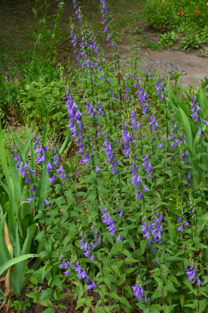 6 월 중순에 도라지의 많은 보라색 꽃 - wildflower lush foliage outdoors campanula 뉴스 사진 이미지